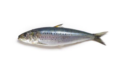 Sardina